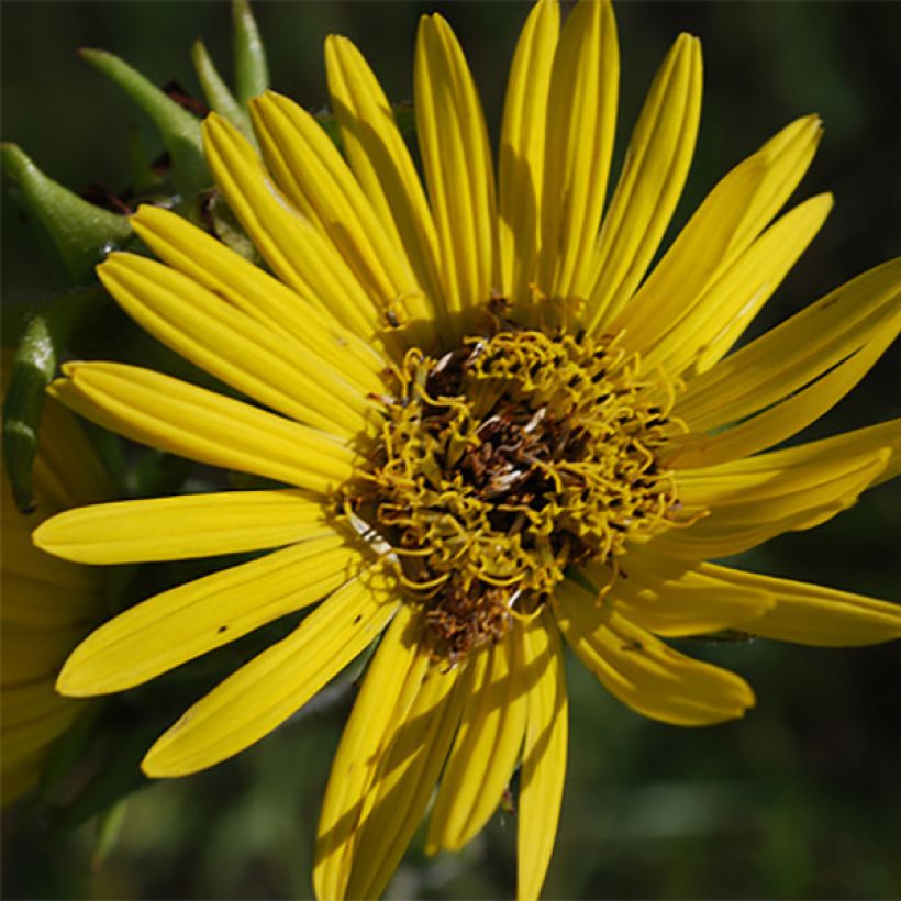 Silphium laciniatum (Floración)