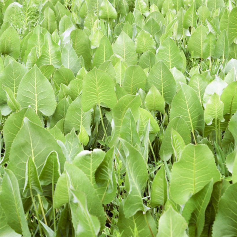 Silphium terebinthinaceum (Follaje)