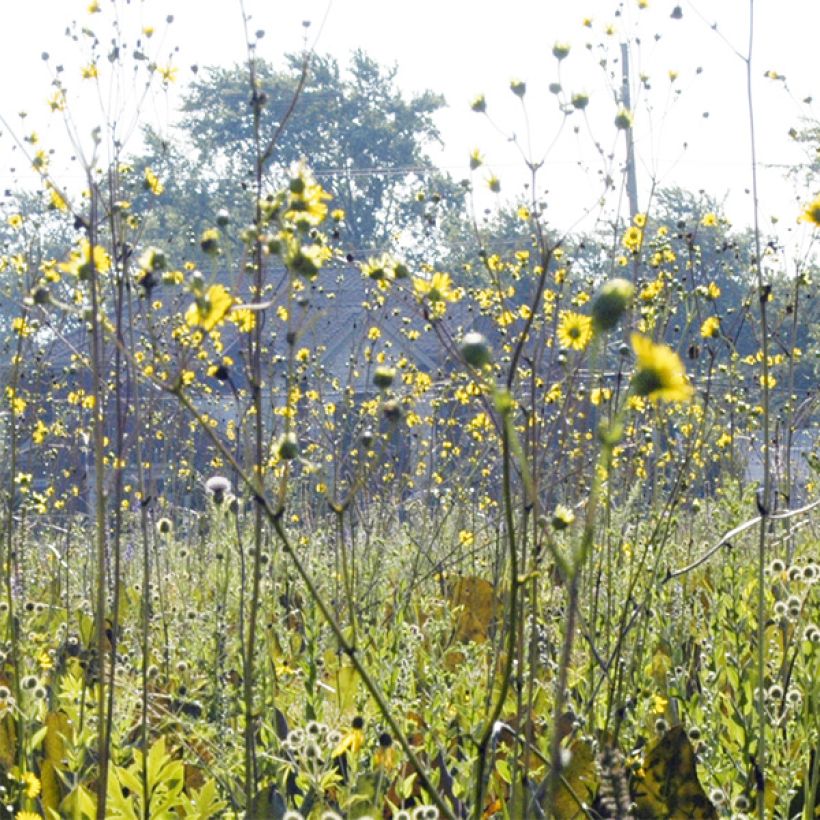 Silphium terebinthinaceum (Floración)