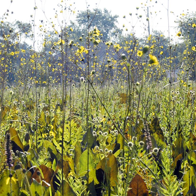 Silphium terebinthinaceum (Porte)