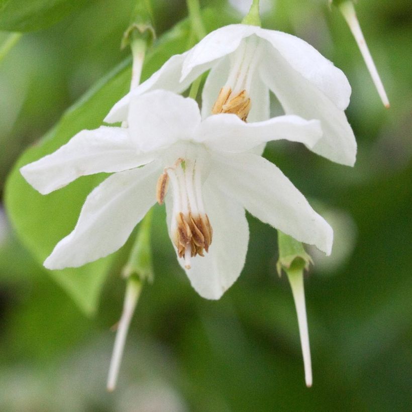 Sinojackia xylocarpa (Floración)