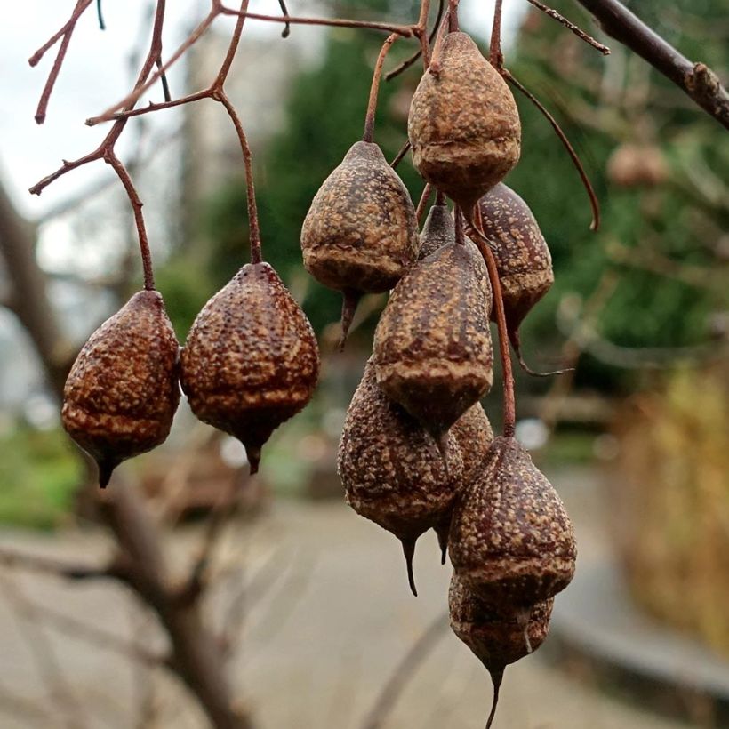 Sinojackia xylocarpa (Cosecha)