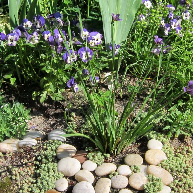 Sisyrinchium angustifolium Lucerne (Porte)