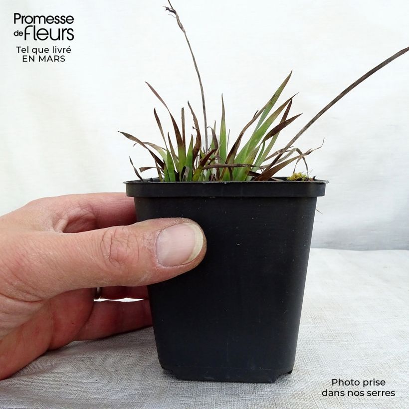 Sisyrinchium Lucerne - Bermudienne hybride Godet de 8/9 cm Ejemplar entregado en invierno