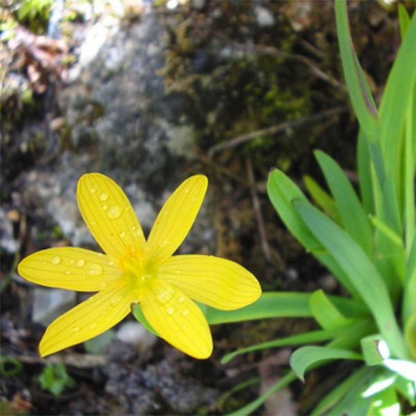 Sisyrinchium californicus (Floración)