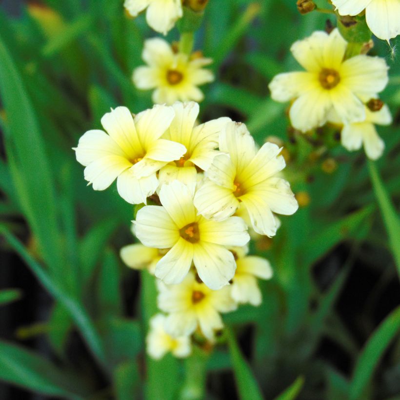 Sisyrinchium striatum - Lirio Chileno Huilmo (Floración)