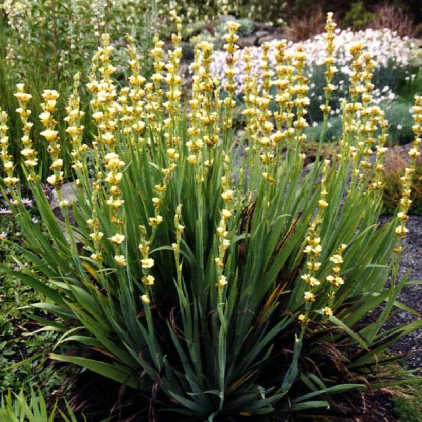 Sisyrinchium striatum - Lirio Chileno Huilmo (Porte)