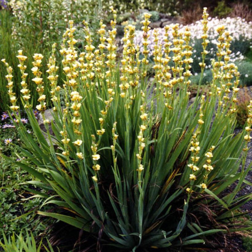 Sisyrinchium striatum Aunt May - Lirio Chileno Huilmo (Porte)