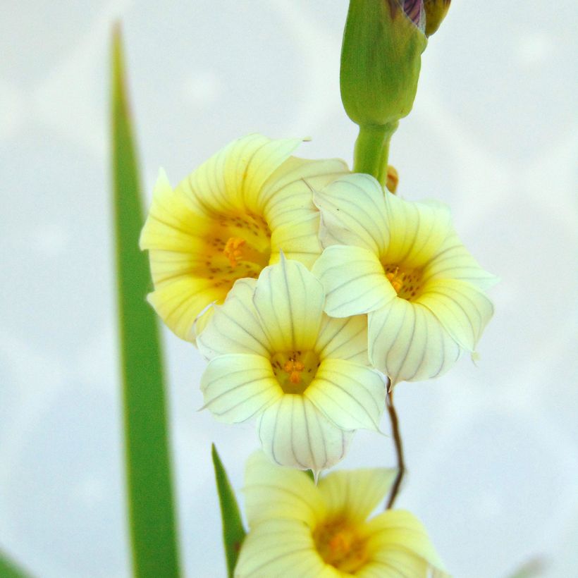 Sisyrinchium striatum - Lirio Chileno Huilmo (Follaje)