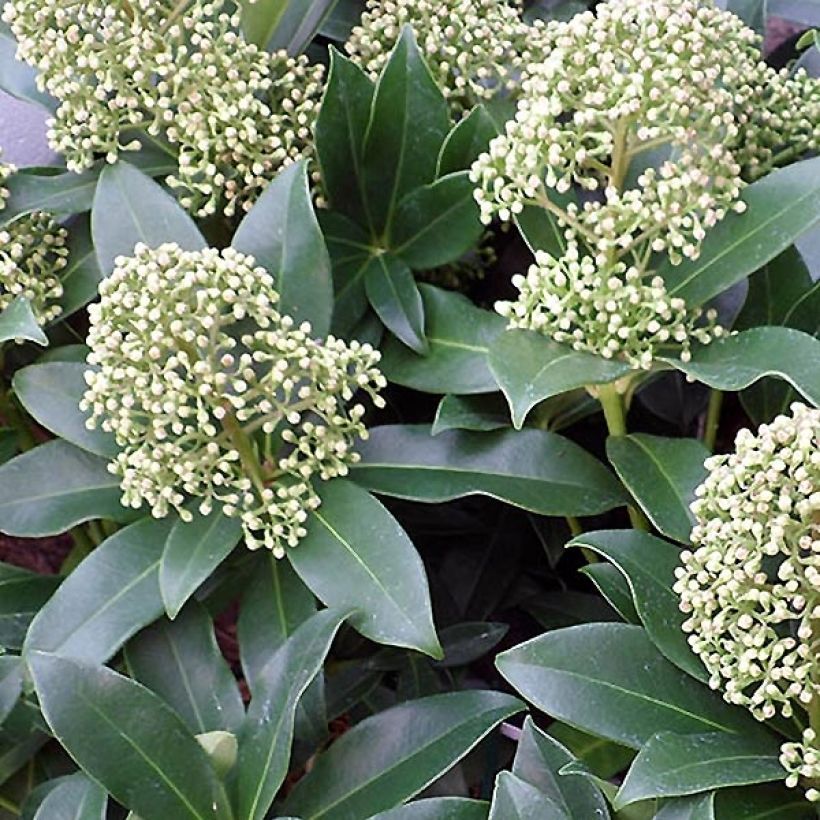 Skimmia japonica Fragrant Cloud (Follaje)