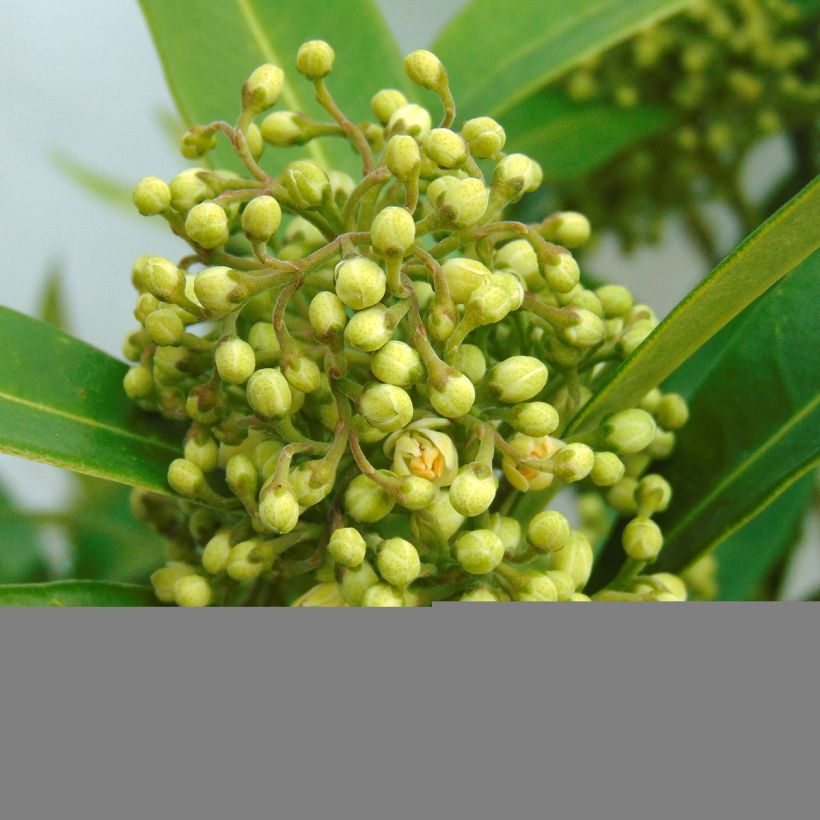 Skimmia japonica Kew Green - Esquimia (Floración)