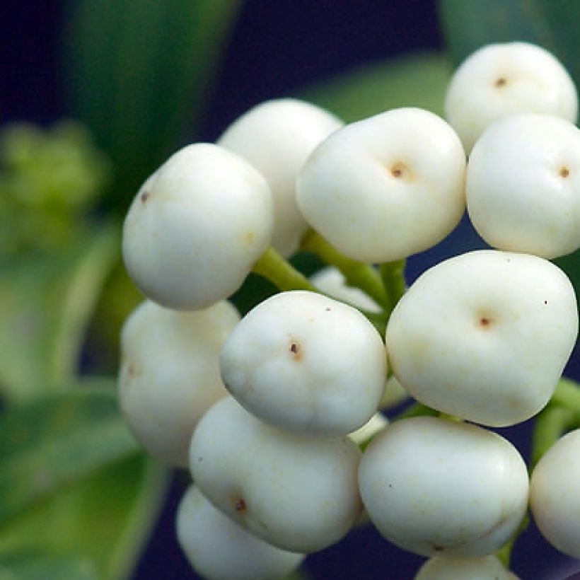 Skimmia japonica Kew White (Cosecha)