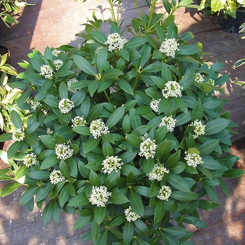 Skimmia japonica Kew White (Porte)