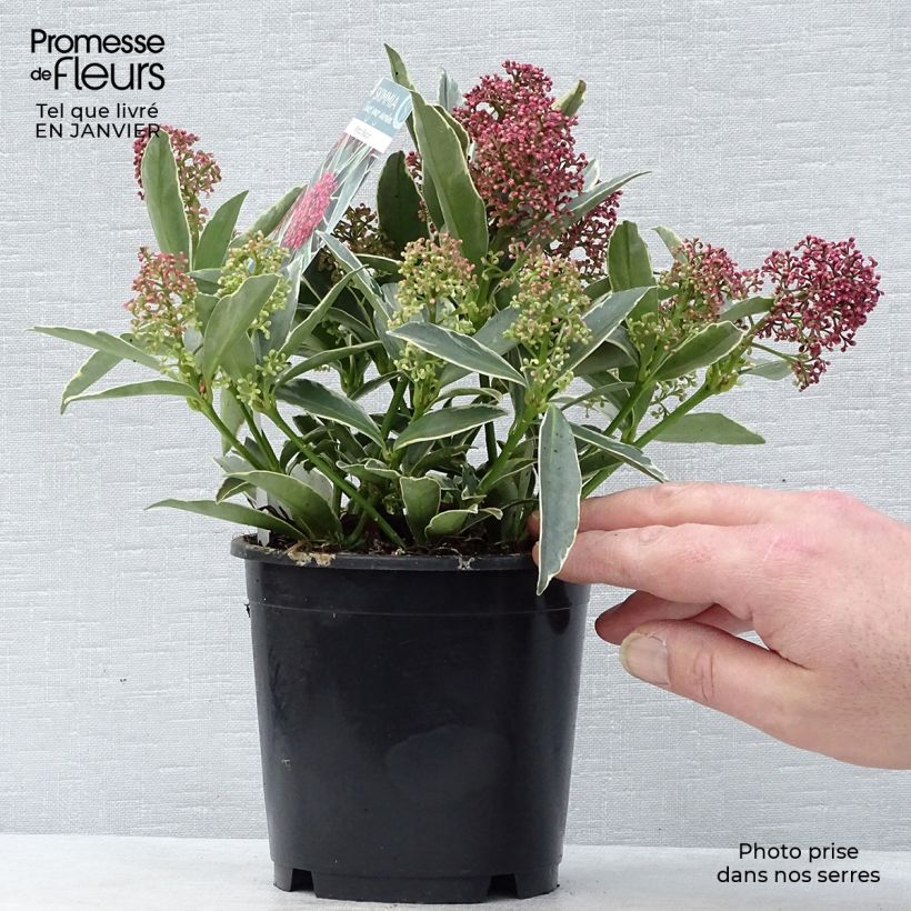 Skimmia japonica Magic Marlot Pot de 1L/1,5L Ejemplar entregado en invierno