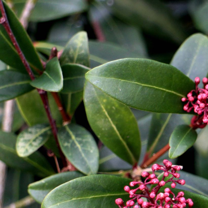 Skimmia japonica Rubella (Follaje)