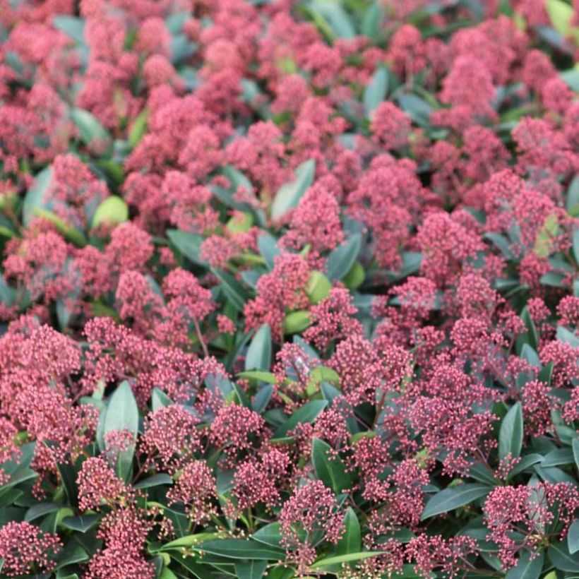 Skimmia japonica Rubella (Floración)