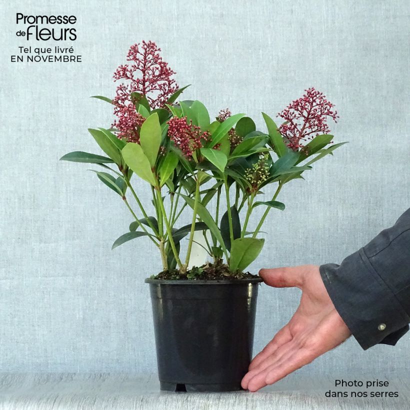 Ejemplar de Skimmia japonica Rubella Pot de 13 cm entregado en otoño