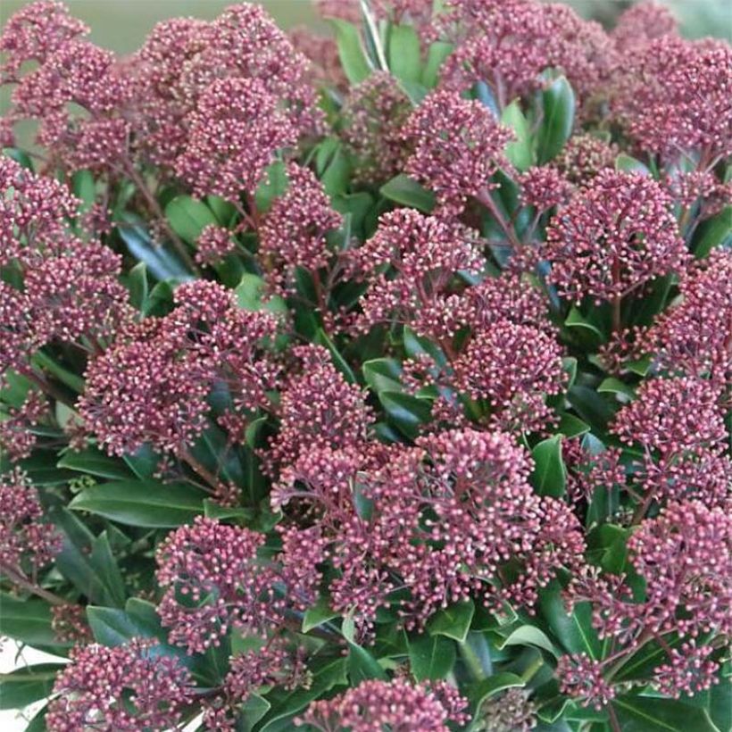 Skimmia japonica Rubesta (Floración)