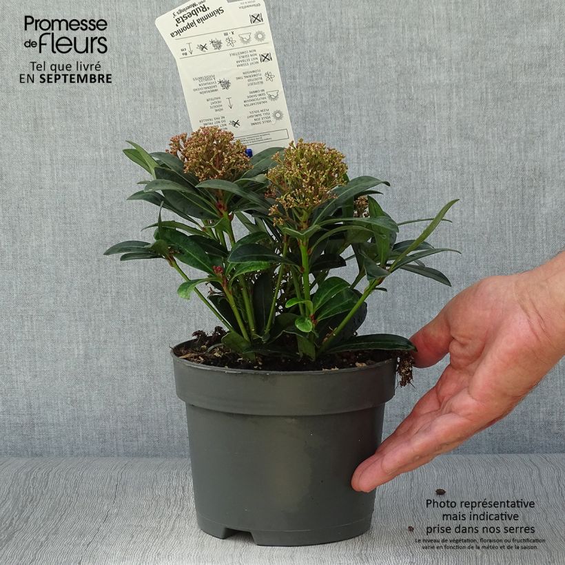 Ejemplar de Skimmia japonica Rubesta Pot de 2L/3L entregado en otoño