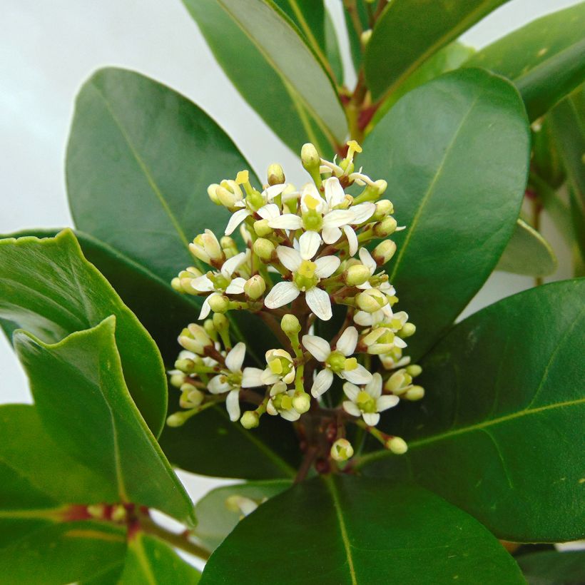 Skimmia japonica Fragrant Cloud - Esquimia (Floración)