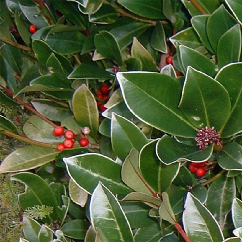 Skimmia reevesiana (Follaje)