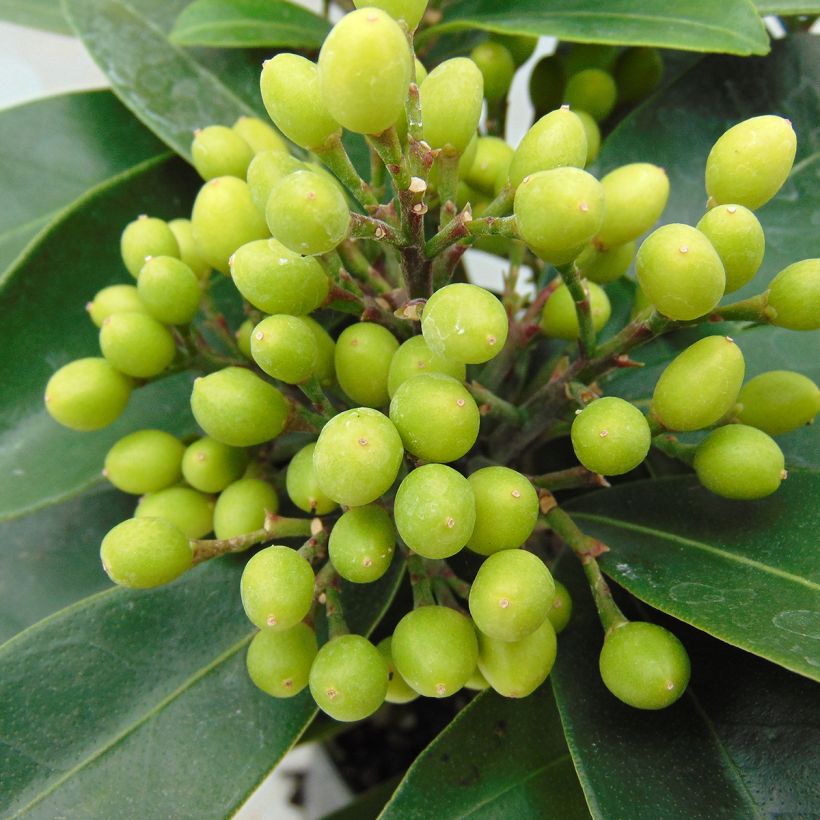 Skimmia reevesiana (Cosecha)