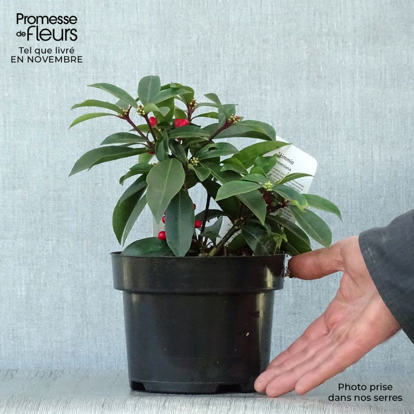 Ejemplar de Skimmia reevesiana Pot de 1L/1,5L entregado en otoño