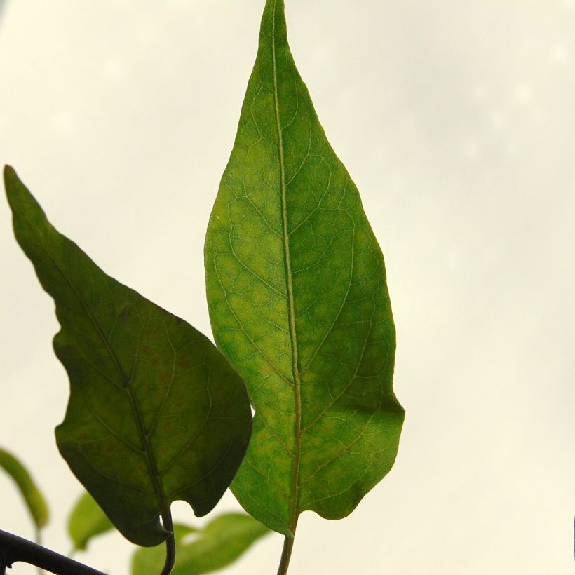 Solanum jasminoides Album - Falso Jazmín (Follaje)