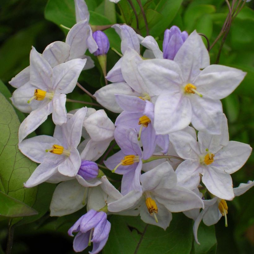 Solanum jasminoides Blue - Falso Jazmín (Floración)