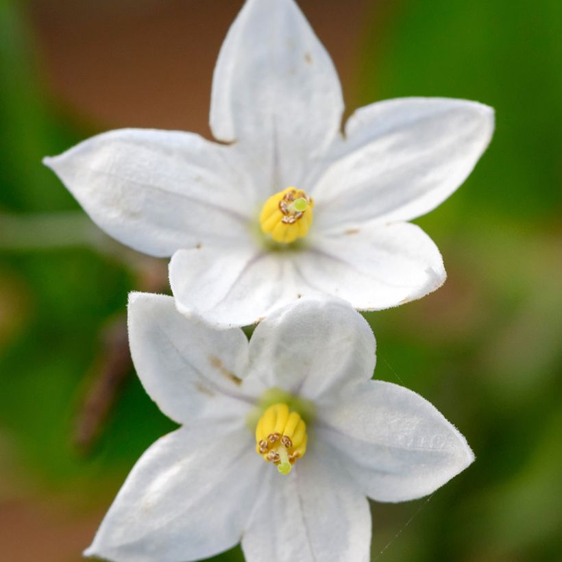 Solanum jasminoides - Falso Jazmín (Floración)