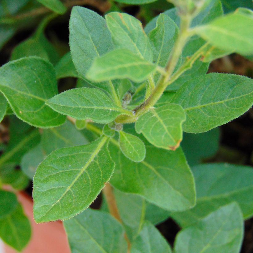 Solanum rantonnetii - Solano de flor azul (Follaje)