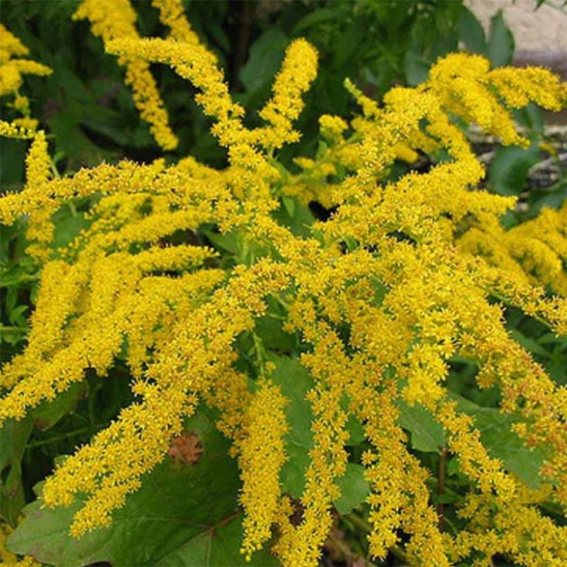 Solidago canadensis Gold King - Vara de oro (Floración)