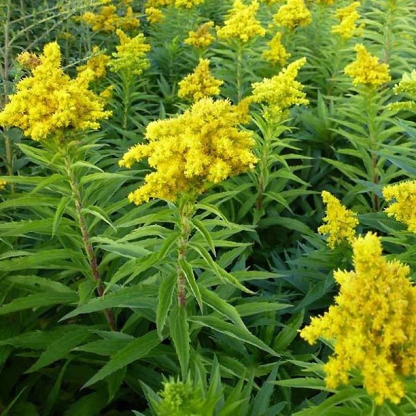 Solidago Spatgold - Vara de oro (Porte)