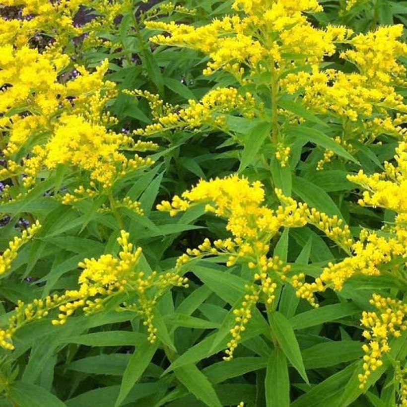 Solidago Strahlenkrone - Vara de oro (Floración)