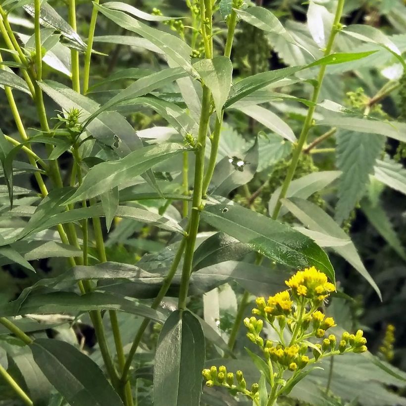 Solidago canadensis - Vara de oro (Follaje)