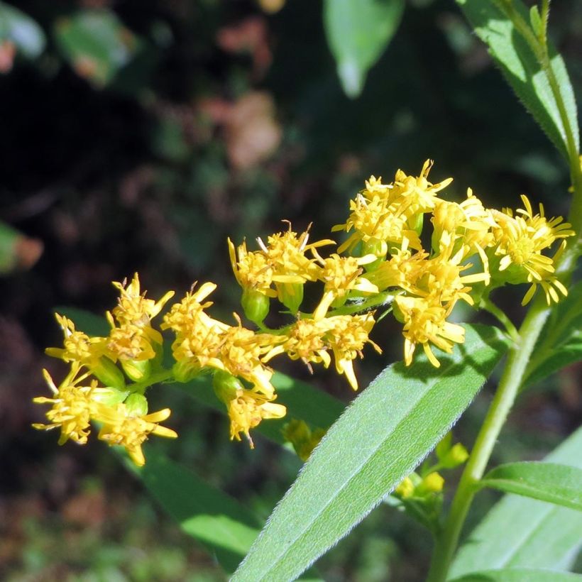 Solidago canadensis - Vara de oro (Floración)