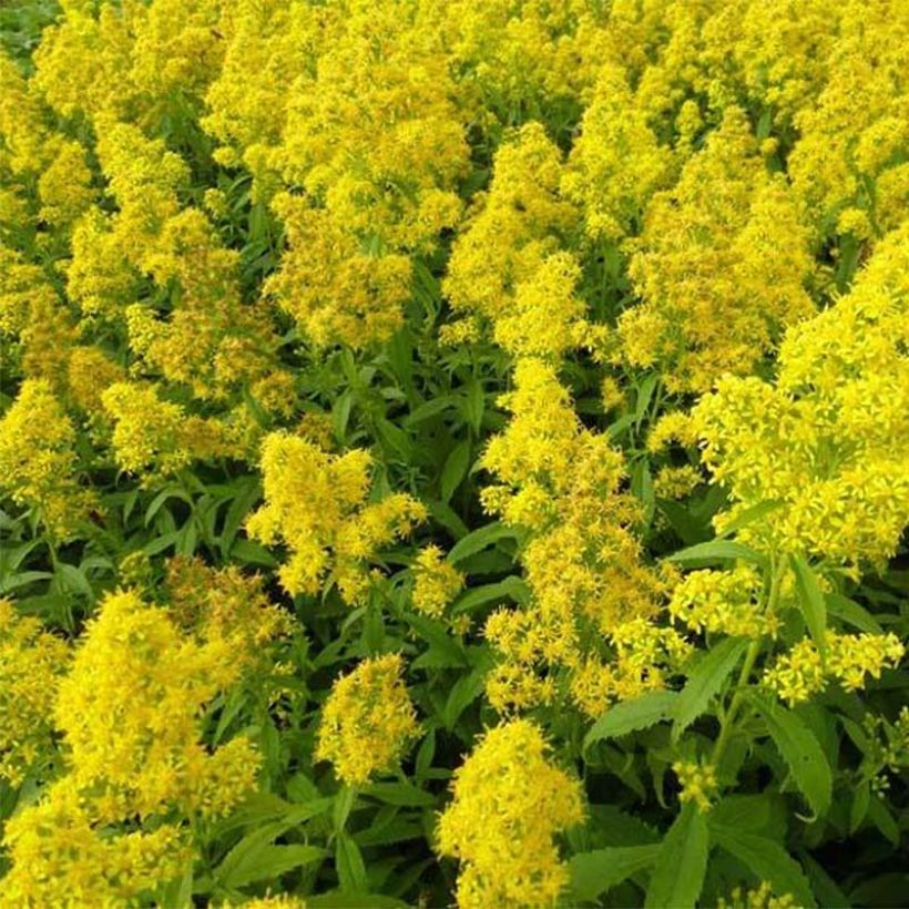 Solidago Ducky - Vara de oro (Floración)