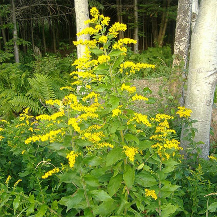 Solidago rugosa (Floración)