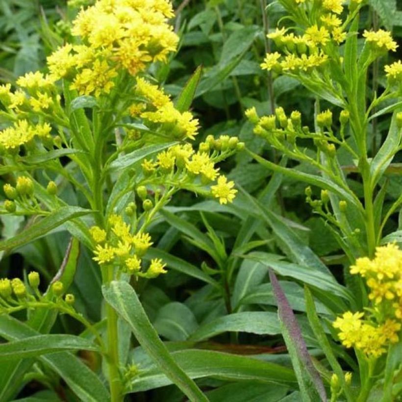 Solidago sempervirens Goldene Wellen (Follaje)