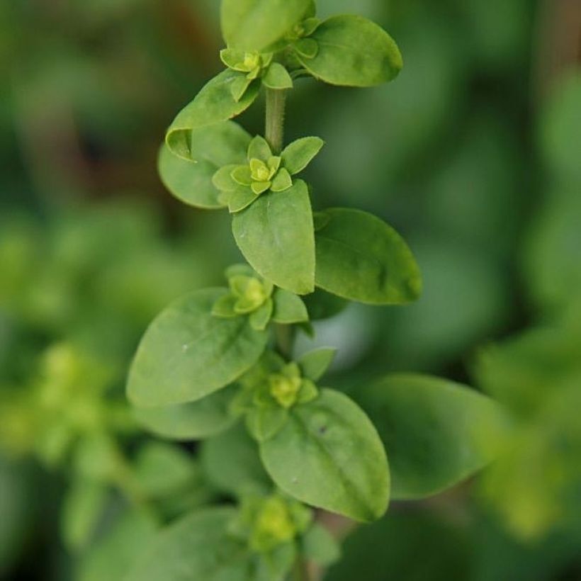 Solidago sphacelata Golden Fleece (Follaje)