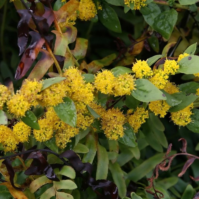 Solidago sphacelata Golden Fleece (Floración)