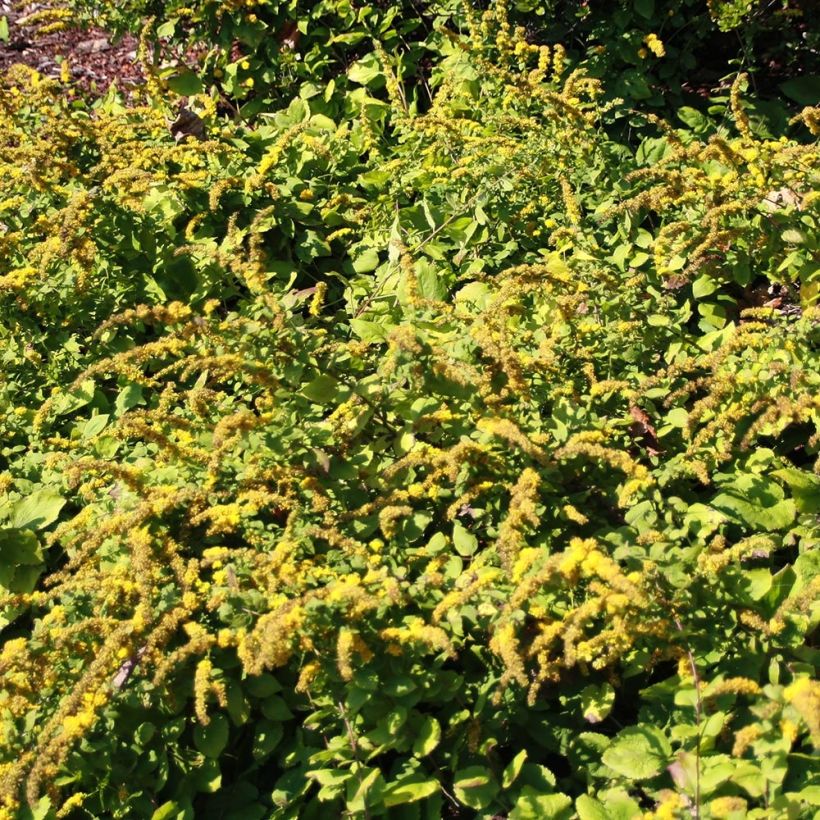 Solidago sphacelata Golden Fleece (Porte)