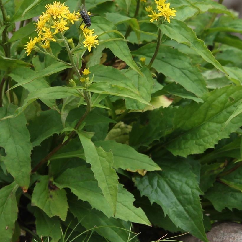 Solidago virgaurea - Vara de oro (Follaje)