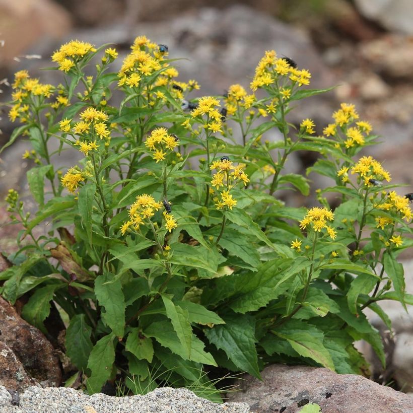 Solidago virgaurea - Vara de oro (Porte)