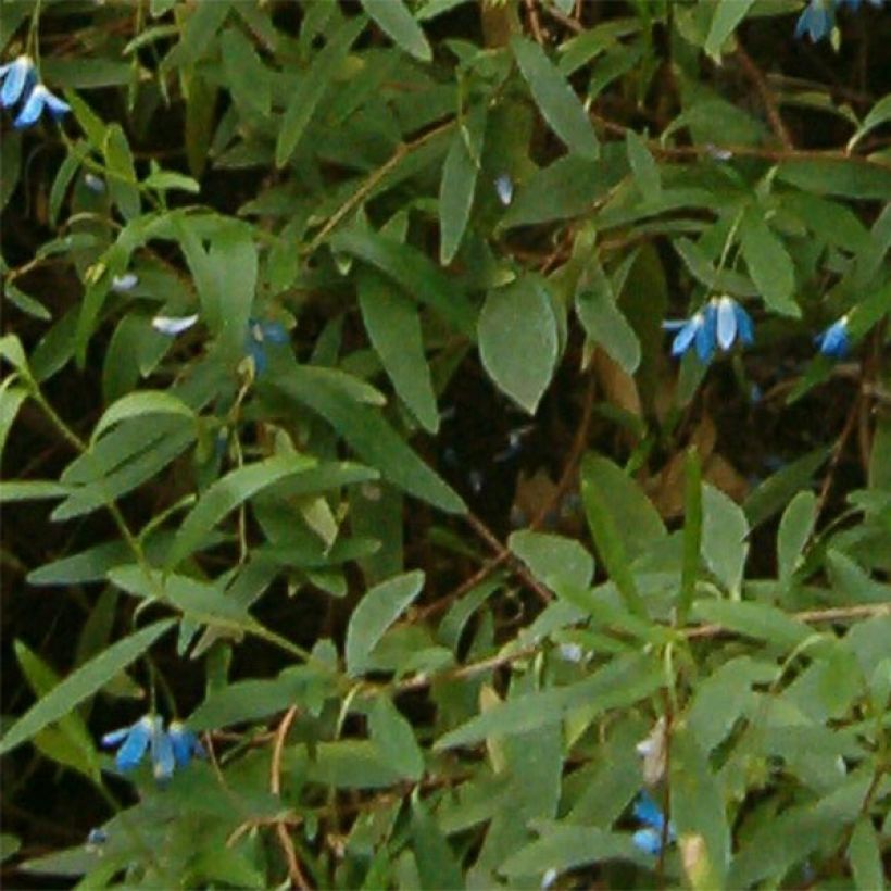 Sollya heterophylla - Campanita azul (Follaje)