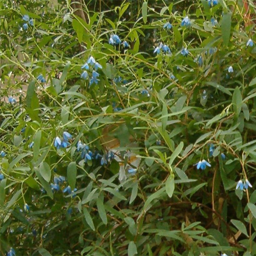 Sollya heterophylla - Campanita azul (Floración)