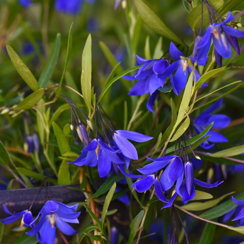 Sollya heterophylla Ultra Blue - Campanita azul (Floración)