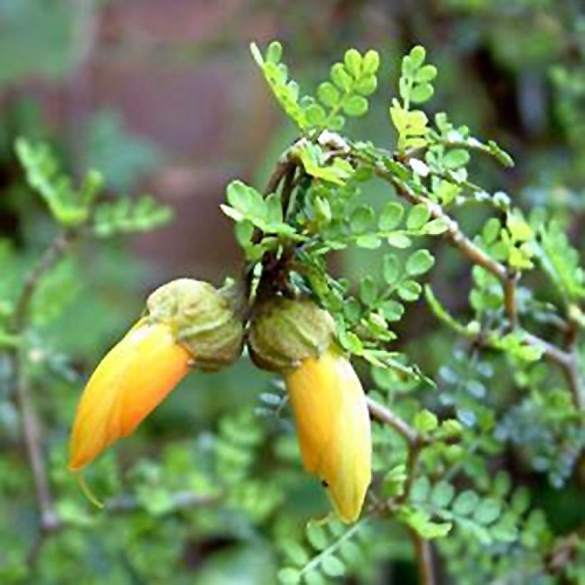 Sophora prostrata Little Baby - Sófora (Floración)