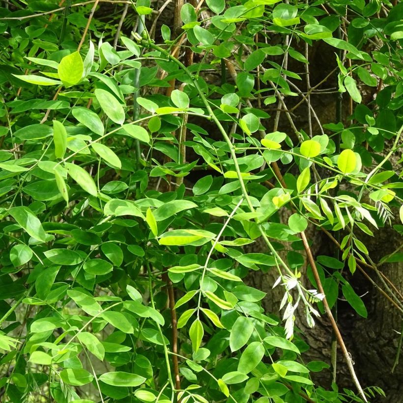 Sophora japonica - Acacia del Japón (Follaje)