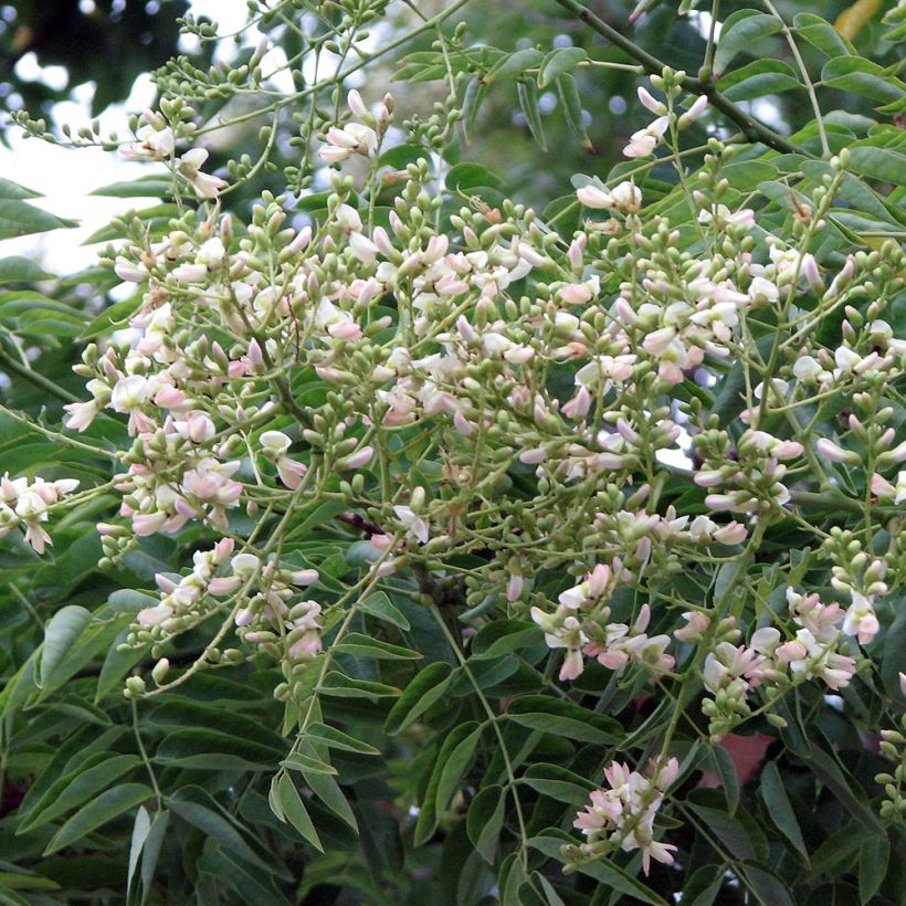 Sophora japonica - Acacia del Japón (Floración)